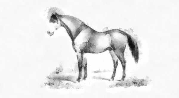 Horse Retro Old Image — Stock Photo, Image