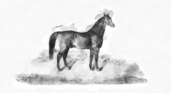 Kůň Retro Starý Obrázek — Stock fotografie