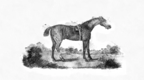 Paard Retro Oud Beeld — Stockfoto