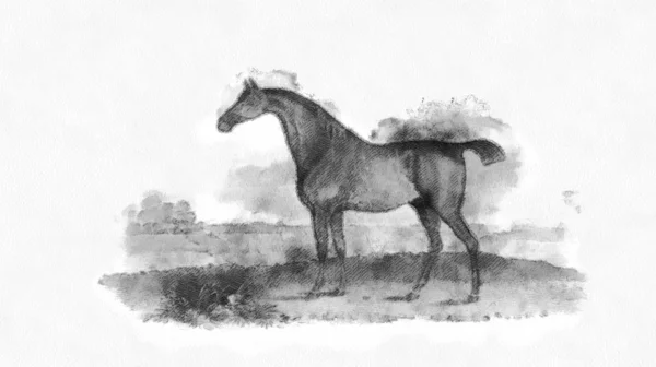 Cavallo Retro Vecchia Immagine — Foto Stock