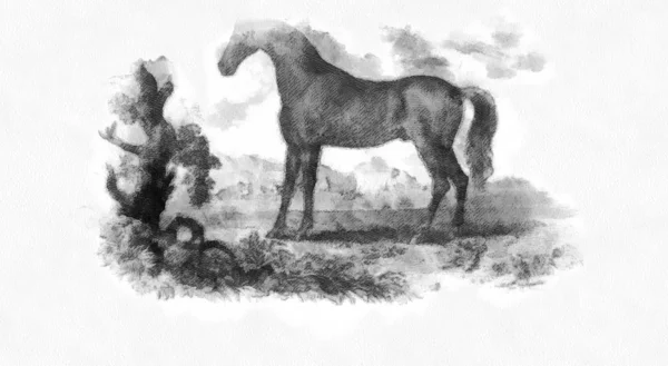 Koń Retro Stary Wizerunek — Zdjęcie stockowe