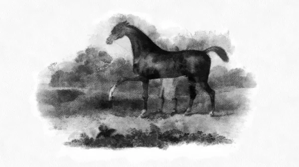 馬だレトロで古いイメージ — ストック写真