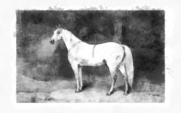 Kůň Retro Starý Obrázek — Stock fotografie