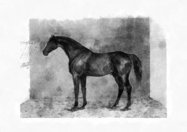 Лошадь Ретро Старый Образ — стоковое фото