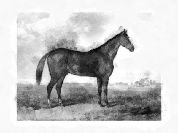 Лошадь Ретро Старый Образ Стоковое Фото