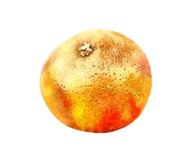 Beyaz arkaplanda turunçgil resmi. 