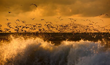 kuşlar, yaban hayatı