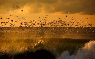 kuşlar, yaban hayatı