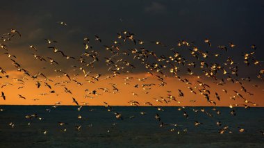 kuşlar, yaban hayatı