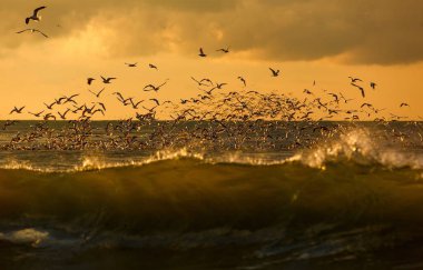 kuşlar, yaban hayatı