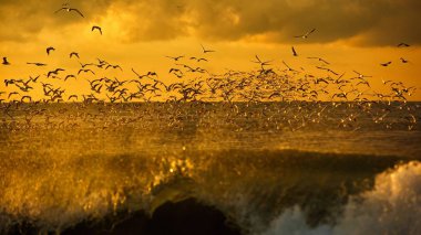 kuşlar, yaban hayatı