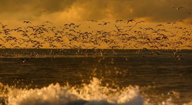 kuşlar, yaban hayatı