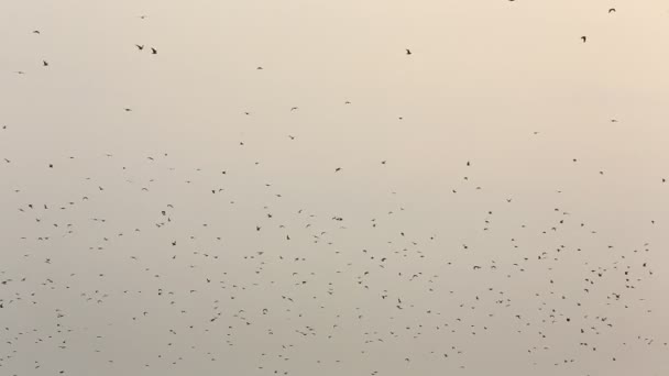 Oiseaux de mer dans la nature — Video