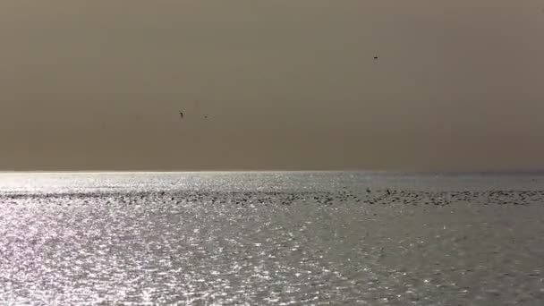 在野外的海鸟 — 图库视频影像