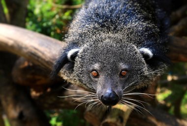 sıradışı ve nadir hayvan