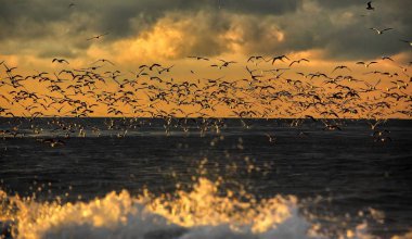 kuşların, günbatımında fırtınalı deniz üzerinde uçan martılar bol yaban hayatı