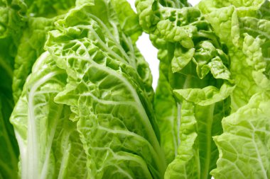 Beyaz arkaplanda marul yaprakları