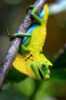 Bukalemun doğal ortamda Sri Lanka orman