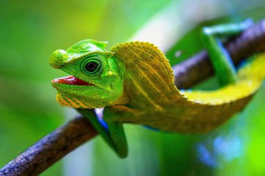 Bukalemun doğal ortamda Sri Lanka orman