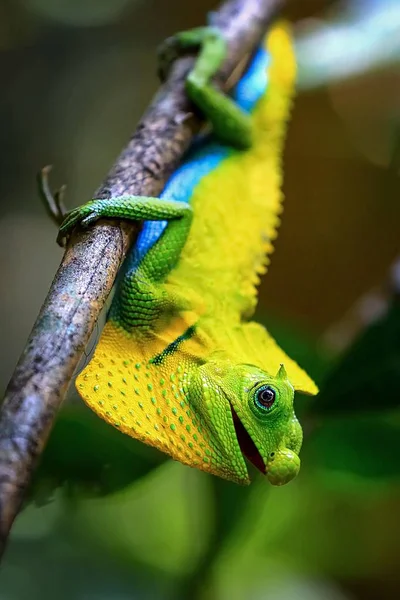 Kameleon Naturlig Miljø Sri Lanka – stockfoto