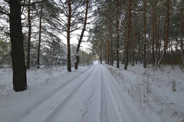 Winterwald-Ökosystem, in dem die Hauptform lebenswichtige Bäume sind — Stockfoto