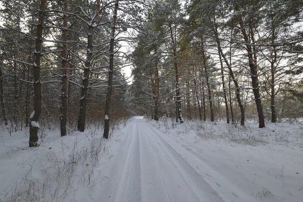 Sistema ecologico forestale invernale, in cui la forma principale è alberi vitali — Foto Stock