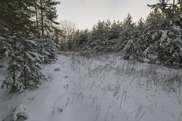 Winterwald-Ökosystem, in dem die Hauptform lebenswichtige Bäume sind — Stockfoto