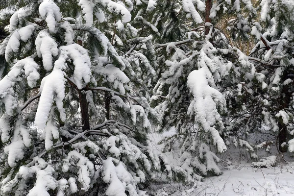 Vinter skog ekologiska system, där huvudformuläret är livsviktiga träd — Stockfoto