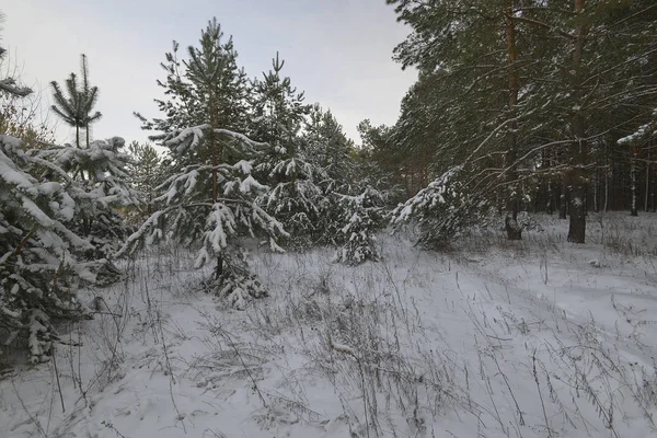 Winterwald-Ökosystem, in dem die Hauptform lebenswichtige Bäume sind — Stockfoto