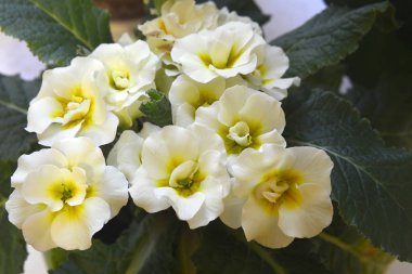 Çiçekler makro fotoğrafçılık