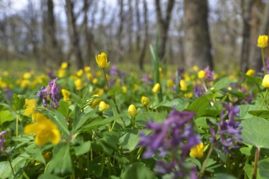 Çiçekler makro fotoğrafçılık