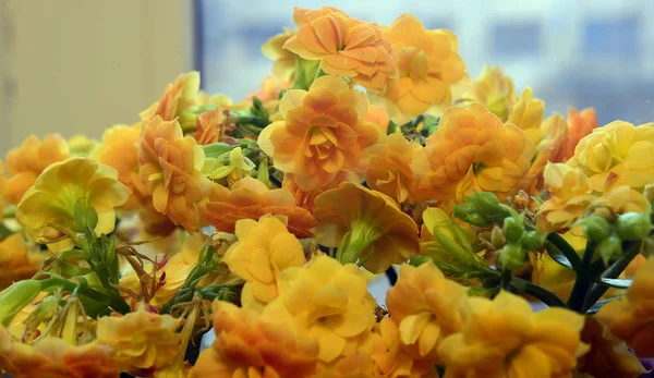 Flores Macro fotografía — Foto de Stock