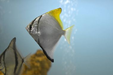 Aquarium fish clipart