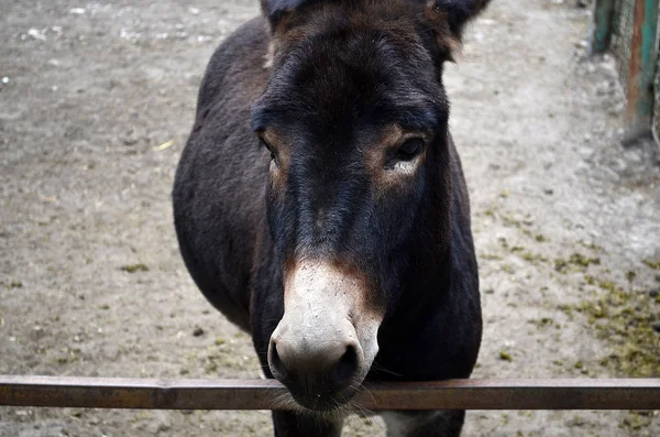 Domestic Donkey Ass Domesticated Subspecies Wild Donkey Which Played Important — Stock Photo, Image