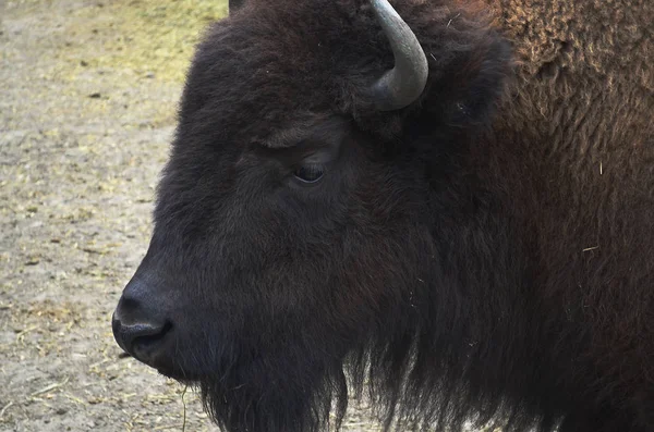 Zubr Bisonte Europeu Uma Espécie Animal Género Dos Bisontes Subfamília — Fotografia de Stock