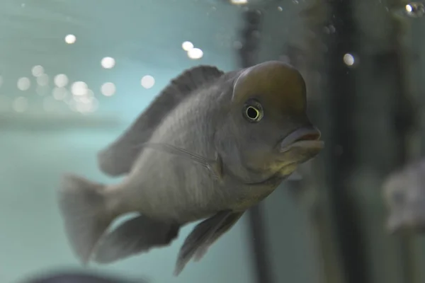 Peces de acuario —  Fotos de Stock