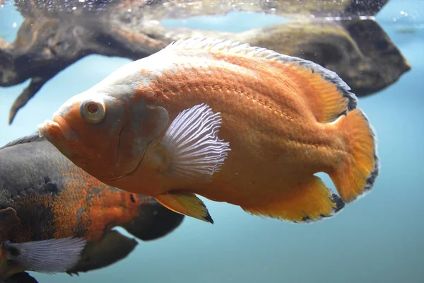 Peixes de aquário — Fotografia de Stock