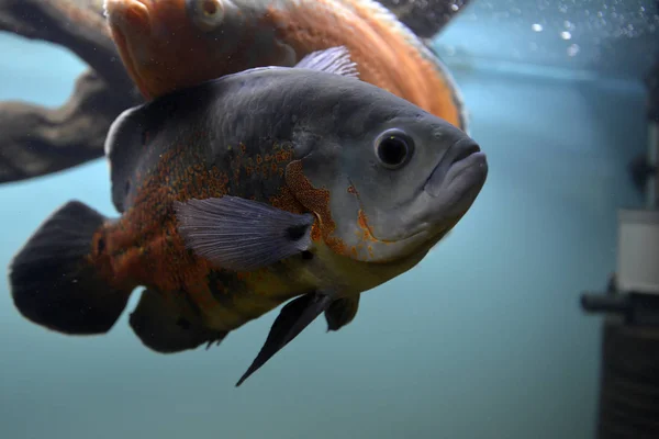 Peixes de aquário — Fotografia de Stock