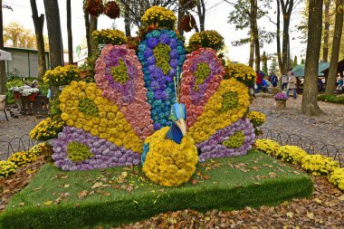 Güzel sonbahar kasımpatı çiçekleri, doğanın güzel sonbahar süslemeleri..