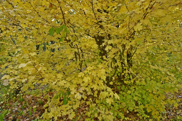 Herbstlaub Ist Die Schöne Herbstfarbe Der Natur Bäume Jedes Jahr — Stockfoto