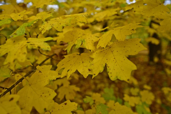 Autumn Foliage Beautiful Fall Colors Nature Decorating Trees Every Year — Stock Photo, Image