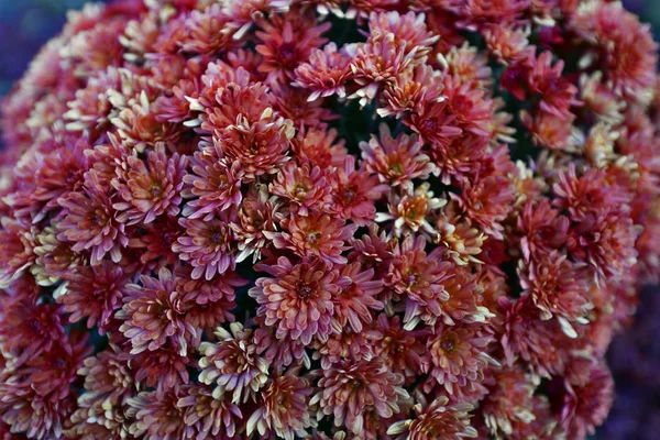 Schöne Chrysanthemenblüten Herbst Schöne Herbstdekoration Der Natur — Stockfoto