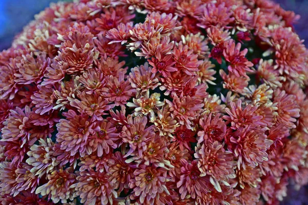 Schöne Chrysanthemenblüten Herbst Schöne Herbstdekoration Der Natur — Stockfoto