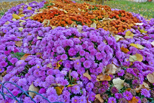 Hermosas Flores Crisantemo Otoño Hermosa Decoración Otoño Naturaleza — Foto de Stock