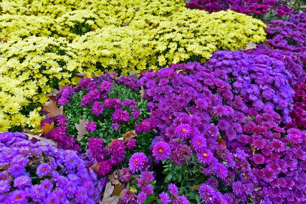 Schöne Chrysanthemenblüten Herbst Schöne Herbstdekoration Der Natur — Stockfoto