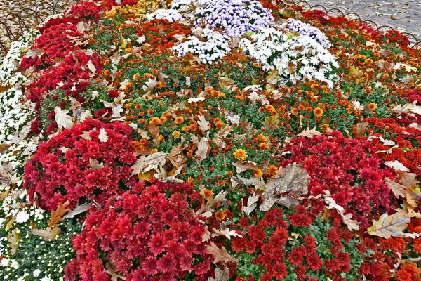 Schöne Chrysanthemenblüten Herbst Schöne Herbstdekoration Der Natur — Stockfoto