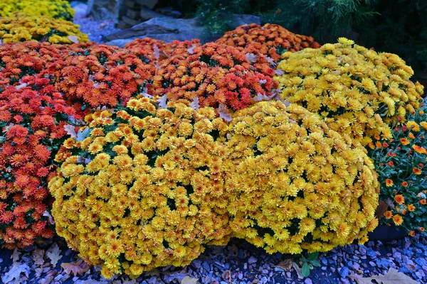 Gyönyörű Őszi Krizantém Virágok Gyönyörű Őszi Dekoráció Természet — Stock Fotó