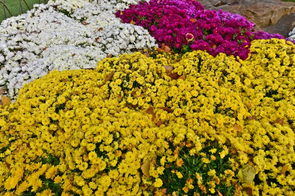 Gyönyörű Őszi Krizantém Virágok Gyönyörű Őszi Dekoráció Természet — Stock Fotó