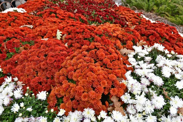 Schöne Chrysanthemenblüten Herbst Schöne Herbstdekoration Der Natur — Stockfoto