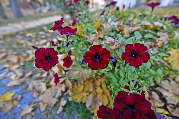 Цветы Даче Макро — стоковое фото